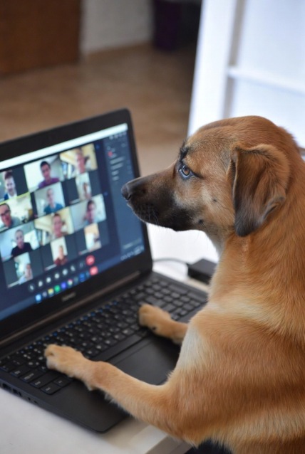 sports dog training scent detection tracking